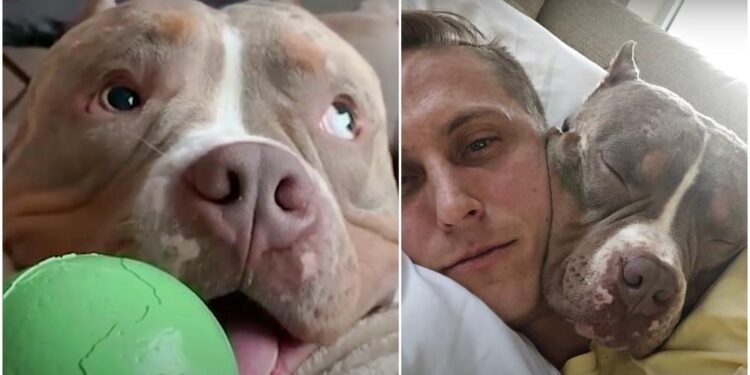 Playful Pittie Mimics All His Owners’ Actions, Adores Cheeky Cuddles.