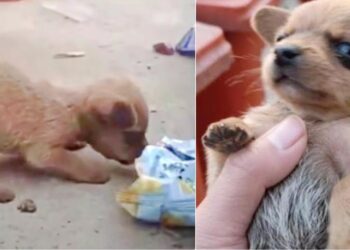 Man Finds Tiny Puppy With Its Head Stuck In A Chip Bag, Trying To Get The Last Crumbs