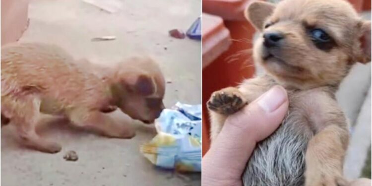 Man Finds Tiny Puppy With Its Head Stuck In A Chip Bag, Trying To Get The Last Crumbs