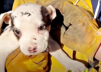 Firefighter Rescues Puppy from Cooler in Debris Fire