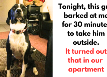 10 Animals That Deserve To Receive 1,000 Medals