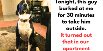 10 Animals That Deserve To Receive 1,000 Medals