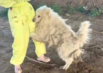 Stray Dog Clings to Woman, Eager to Escape The Horrid Place