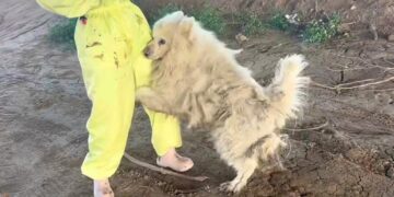 Stray Dog Clings to Woman, Eager to Escape The Horrid Place