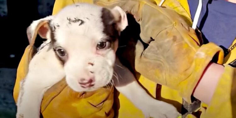 Firefighter Rescues Puppy from Cooler in Debris Fire
