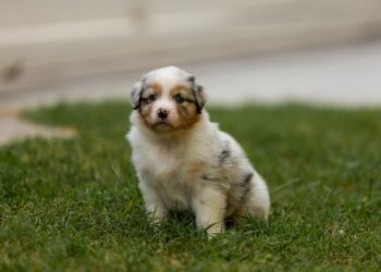 10 Dog Breeds with Sensitive Souls