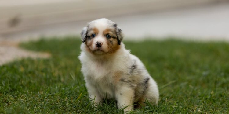 10 Dog Breeds with Sensitive Souls