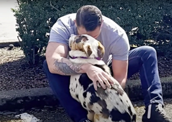 Man Rescues Scared Dog from Abandonment, Earns His Trust And Embrace