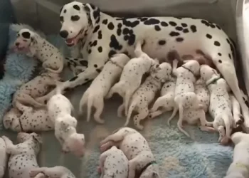 Dalmatian Mother and Her 18 Puppies Mirror the Tale of 101 Dalmatians
