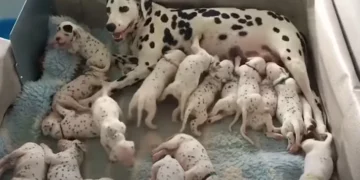Dalmatian Mother and Her 18 Puppies Mirror the Tale of 101 Dalmatians