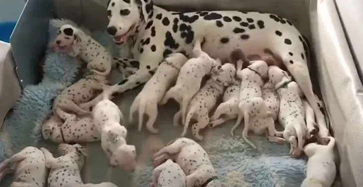 Dalmatian Mother and Her 18 Puppies Mirror the Tale of 101 Dalmatians