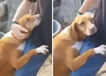Reporter Visits Shelter for a Story, Dog Hugs Him Until He Decides to Adopt Her.