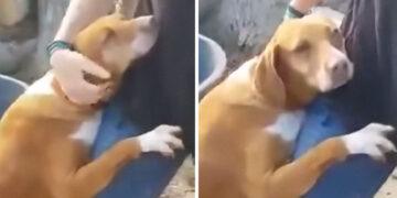 Reporter Visits Shelter for a Story, Dog Hugs Him Until He Decides to Adopt Her.