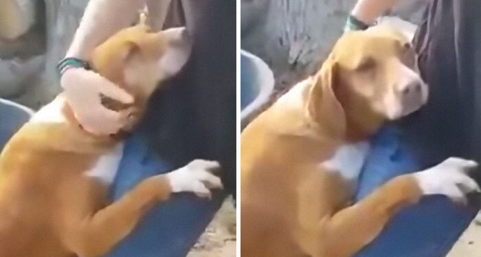 Reporter Visits Shelter for a Story, Dog Hugs Him Until He Decides to Adopt Her.