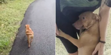 Lost Dog in the Forest Approaches a Woman, Looking for Help.