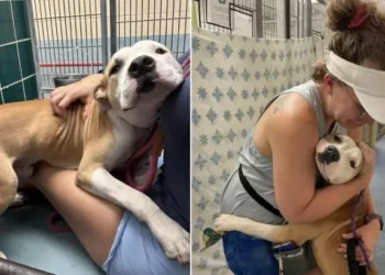 Shelter Pup Hugs Everyone He Meets, Eagerly Awaiting Adoption.