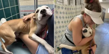 Shelter Pup Hugs Everyone He Meets, Eagerly Awaiting Adoption.