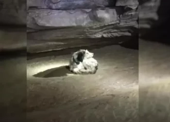 Lost Dog Comes Home After Two Months in a Dark Cave