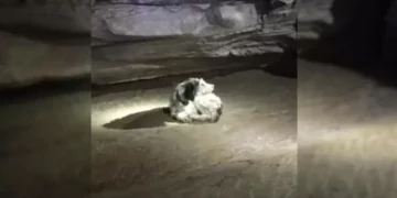 Lost Dog Comes Home After Two Months in a Dark Cave
