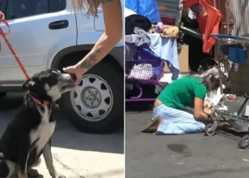 Rescuers Searching for a Lost Dog Discovered Another Creature Needing Aid