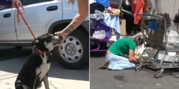 Rescuers Searching for a Lost Dog Discovered Another Creature Needing Aid