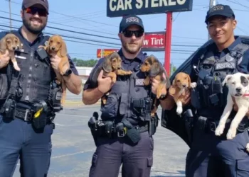 Police “K9 Unit” Find Six Lost Puppies After They Sneak Out