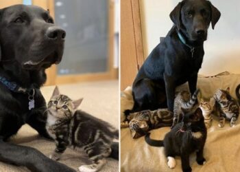 Kind Labrador Adopts Seven Kittens Without a Mom
