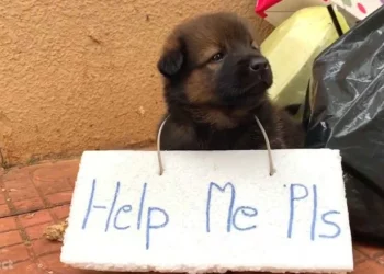 Abandoned Puppy with Sign Asks for Love