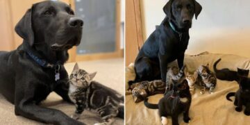 Kind Labrador Adopts Seven Kittens Without a Mom