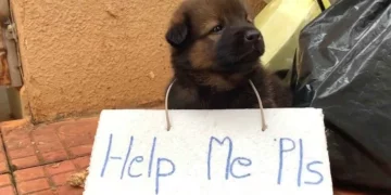 Abandoned Puppy with Sign Asks for Love