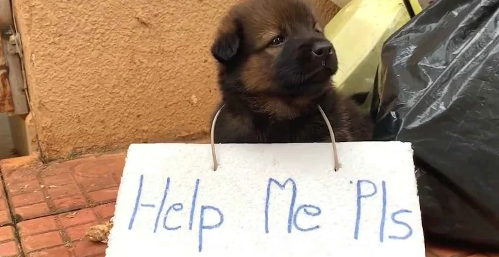 Abandoned Puppy with Sign Asks for Love