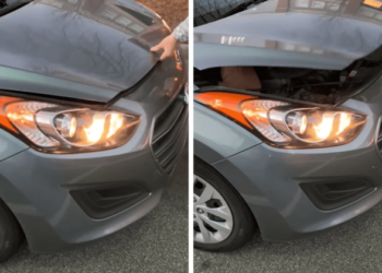 Surprising Animal Found Under a Car Hood in Parking Lot Surprises Bystanders