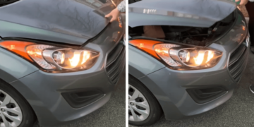 Surprising Animal Found Under a Car Hood in Parking Lot Surprises Bystanders