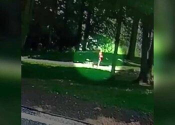 Black Bear Charges at 4-Year-Old – The Family Dog Steps In