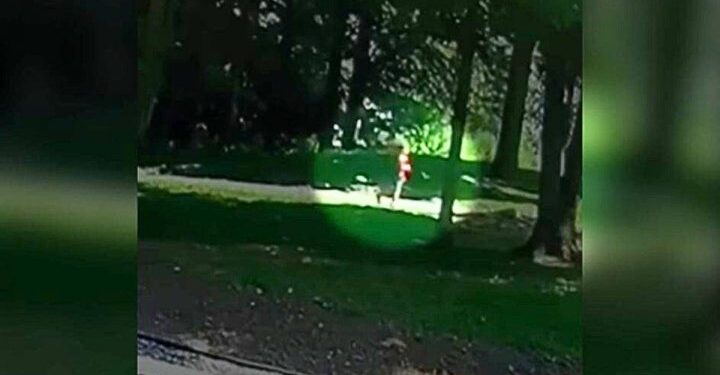 Black Bear Charges at 4-Year-Old – The Family Dog Steps In