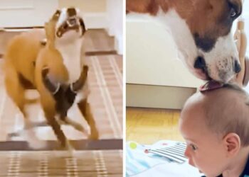 Wild Dog and Tiny Baby Become Best Friends: This Is the Secret of Their Magical Connection