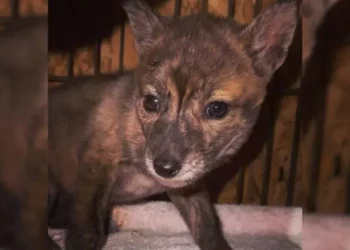 Rescuers Find A Baby Animal Named Yoti And Are Puzzled About Its Species