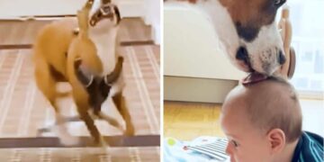 Wild Dog and Tiny Baby Become Best Friends: This Is the Secret of Their Magical Connection