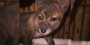 Rescuers Find A Baby Animal Named Yoti And Are Puzzled About Its Species