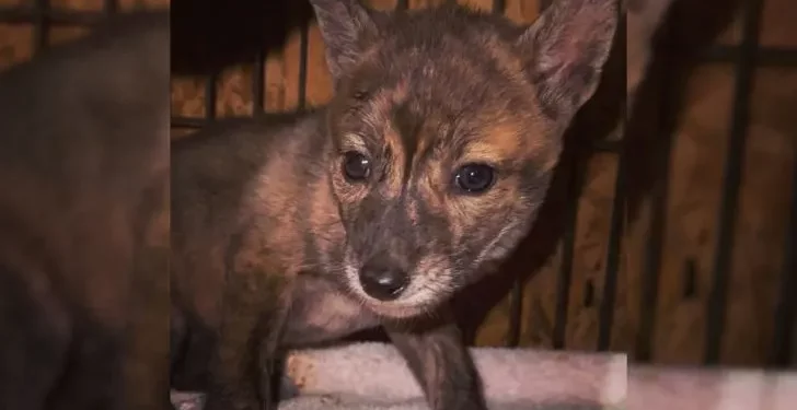 Rescuers Find A Baby Animal Named Yoti And Are Puzzled About Its Species