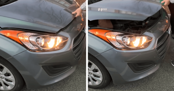 Surprising Animal Found Under a Car Hood in Parking Lot Surprises Bystanders