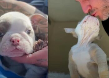 Tiny Frenchie Pup with Bunny Hops Wins Hearts: One Man Changed Her Life!