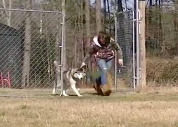 After Living Confined His Entire Life, Biscuit Was Shown to an Open Field.