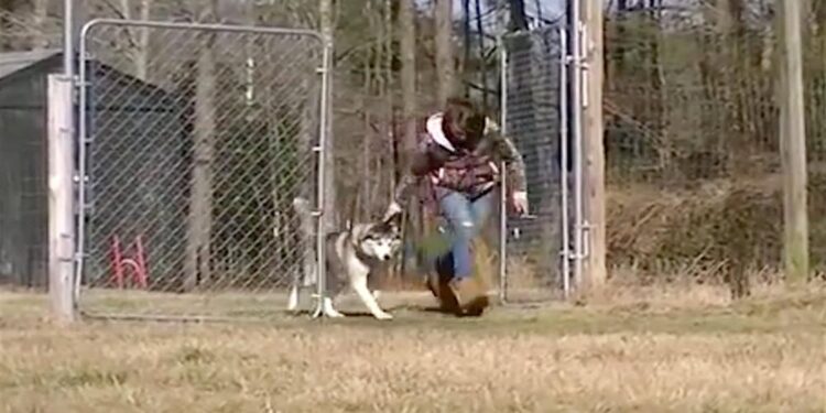 After Living Confined His Entire Life, Biscuit Was Shown to an Open Field.