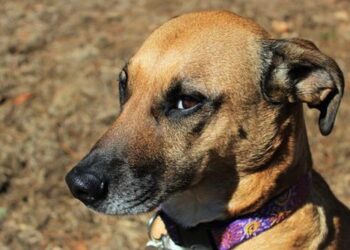 Can Dogs Detect “Bad” People?