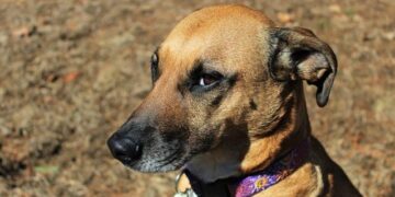 Can Dogs Detect “Bad” People?