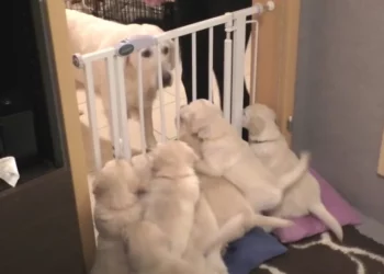 Mom Dog Steps In and Gets Her Noisy Puppies to Settle Down