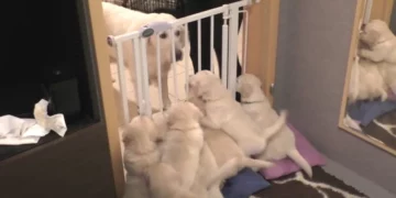 Mom Dog Steps In and Gets Her Noisy Puppies to Settle Down