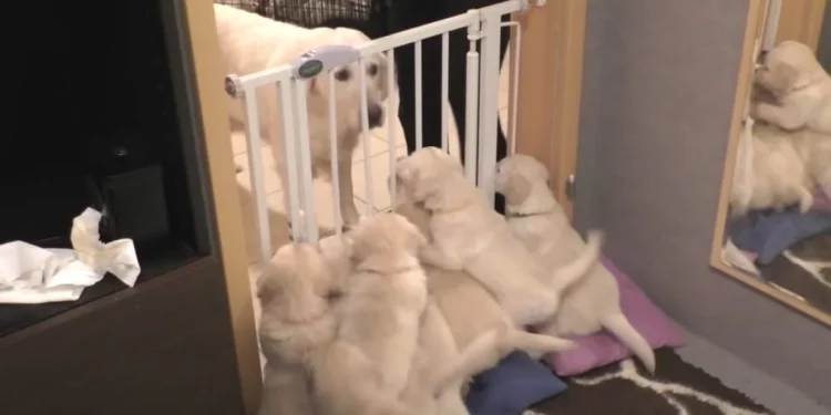 Mom Dog Steps In and Gets Her Noisy Puppies to Settle Down
