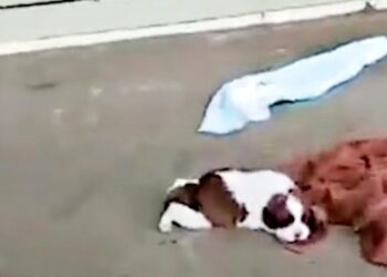 Injured Puppy on an Abandoned Porch, Awaits His Guardian Angels